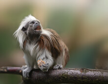 Cotton-top Tamarin, Saguinus Oedipus - Small New World Monkey Sits On A Branch With An Open Mouth And Holds Bread In Its Paw.  Denizen Tropical Forest Edges And Secondary Forests In Northwestern Colom