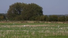 Gulls Flying Over Farm Field England UK