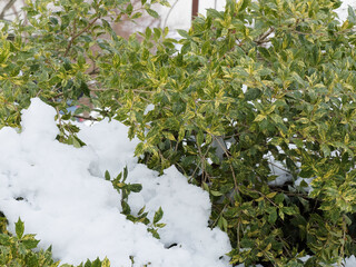 Canvas Print - Stachelblättrige Duftblüte 'Goshiki'. Panaschierte Sorte von Stachelblättrige Duftblüte mit grün und cremeweiß Blätter mit herrliche kontrastierende Helligkeit im Garten unter dem Schnee im Winter