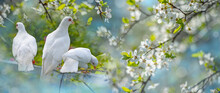 White Pigeons In The Garden