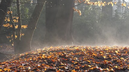 Wall Mural - Autumn leaves at dawn rising mist close up