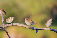 Sparrows Sit On A Dry Branch