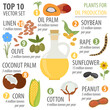 Top 10 plants for vegetable oil production infographic design