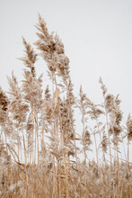 Reed In The Wind