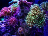 Fototapeta Do akwarium - Coral in Motion - Euphyllia Torch LPS coral