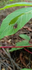 Insect in the forest perched on the leaf