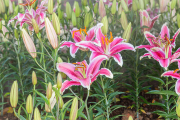 Wall Mural - pink lilly flowers are beautifully blooming in chiang rai flower festival at thailand.
