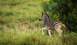 Baby zebra running though grass towards left with copy space