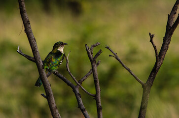 Wall Mural - Diedriek Cuckoo perched in a dry branch on left of image