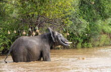 Elephant Playing Or Bathing In The Brown Water Of A Dam