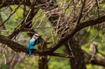 Wall Mural - Woodland Kingfisher perched in a tree and viewed from the back with copy space