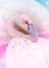 Pink Flamingo Close Up In The Detail