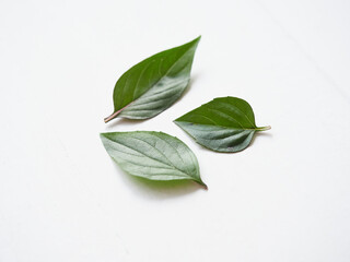 three leaves of Asian Thai basil on a horizontal white background