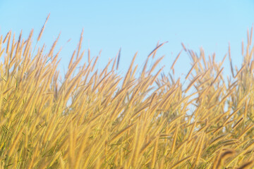  Blurry image of grass flowers with a blue sky in the background