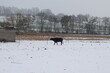 Büffel im Schnee