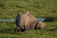 Elephants Walking Through Swamp With Cattle Egret On Their Back