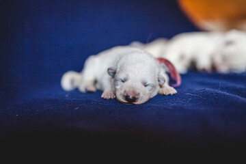 Wall Mural - Potrait of a newborn white Shepherd puppy. Baby dog on a blue blanket. One week old dog