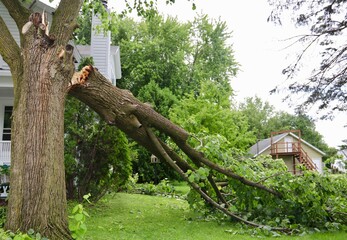 Limb tore from tree