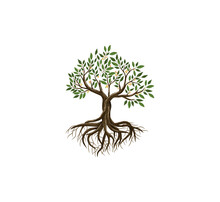 Vibrant Tree Vector Art, Tree And Roots Illustrations Isolated On White