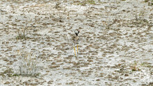 Young Southern Black Korhaan Camouflage
