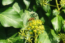 Wasp On An Ivy Flower. Flowering Ivy.