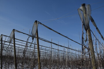 Anti hails nets in apple orchard in winter, rows of apple trees, anti hail nets, anti frost sprayers, constructions, modern agriculture