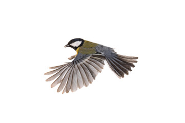 Sticker - great tit flies with spread wings isolated on white background