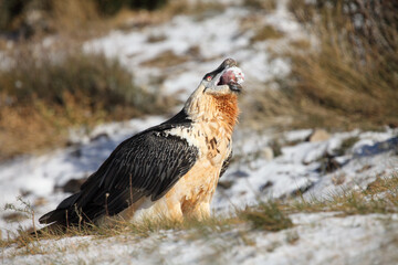 Poster - The bearded vulture (Gypaetus barbatus), also known as the lammergeier or ossifrage, the adult swallowing huge bone, typical food on the snow.