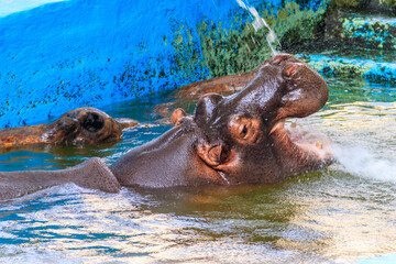 Common hippopotamus (Hippopotamus amphibius) or hippo in water