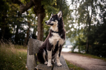 Wall Mural - Laika puppy sitting and lying obedient on a bench in the park. Puppy looking arround in the nature. Young dog have fun outdoor