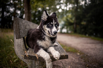 Wall Mural - Laika puppy sitting and lying obedient on a bench in the park. Puppy looking arround in the nature. Young dog have fun outdoor