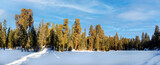Fototapeta Na ścianę - beautiful old sequoia trees in wintertime with snow