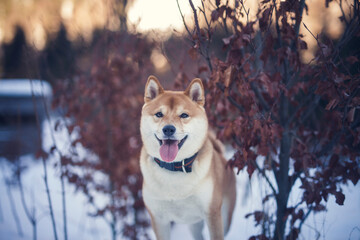 Wall Mural - Potrait of a red Shiba inu in the snow. Happy dog in winter. Dog sitting in front of a tree with red and brown leaves