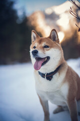 Wall Mural - Potrait of a red Shiba inu in the snow. Happy dog in winter. Dog sitting in front of a tree with red and brown leaves