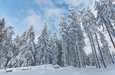 Poster - sapins enneigés dans les Vosges