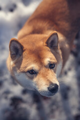 Wall Mural - Portrait of an Shiba inu in the snow.  Close up from a small red dog in winter.