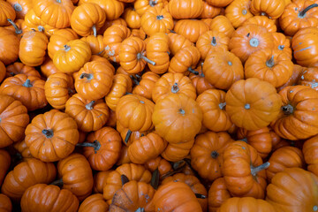 Tiny Pumpkins 2