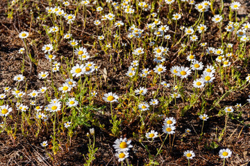 Canvas Print - White chamomile flowers on a meadow at spring