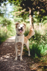 Mixed breed dog play in the forest. Rescue dog have fun while jumping