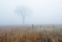 Autumn Landscape Of Tall Grass Prairie In Fog, Fort Custer State Park, Michigan, USA