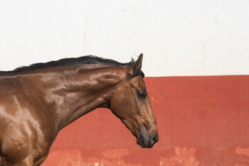 Facial portrait of a beautiful brown thoroughbred horse