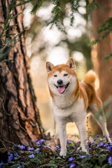 Wall Mural - Portrait of an red Shiba inu standing between trees. Dog in a flower field