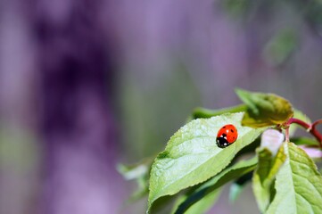 Poster - Ladybug on a green leaf. Purple background.