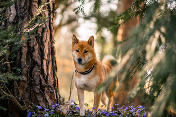 Wall Mural - Portrait of an red Shiba inu standing between trees. Dog in a flower field