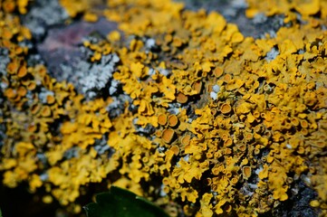 Poster - lichen on a tree