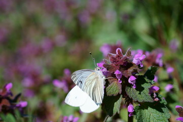 Canvas Print - White butterfly on a purple flower.