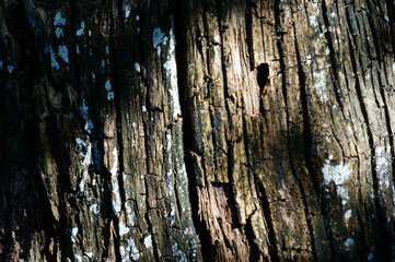 Canvas Print - wood texture