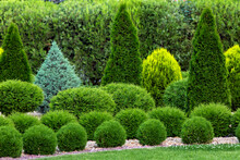 Spring Green Plants Green Grass With Cut Bushes Shape Design Sprinkled With Natural Stone Mulching In A Park With Plants On A Summer Day.
