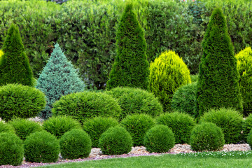 spring green plants green grass with cut bushes shape design sprinkled with natural stone mulching i