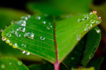 Water drops spread out on a Poinsettia leaf